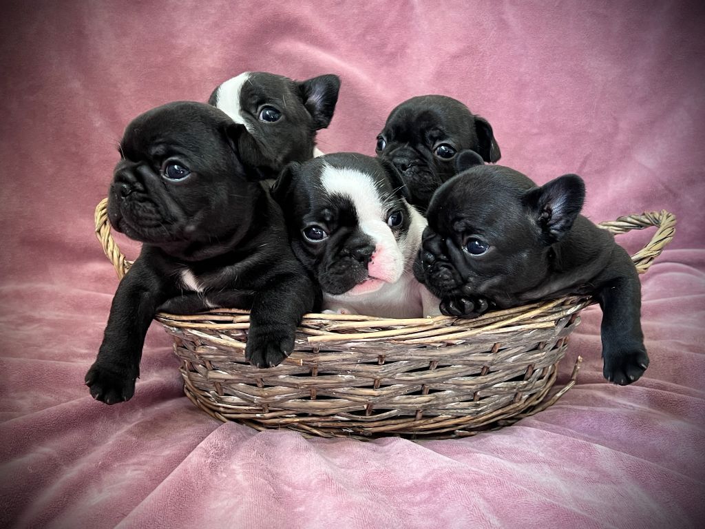 du jardin des gourmandises - Chiots disponibles - Bouledogue français