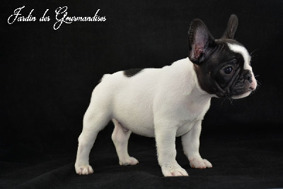 CHIOT 1