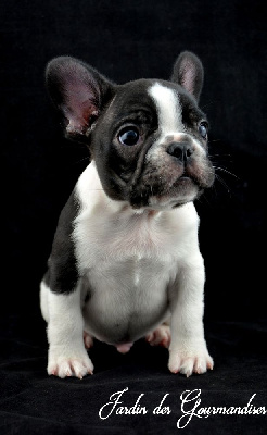 CHIOT 2