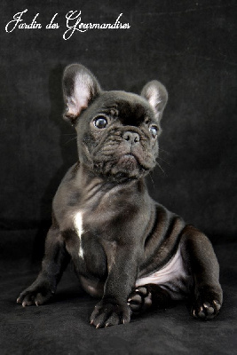 CHIOT 3